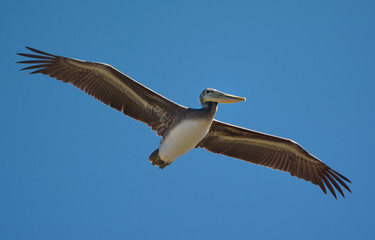 Brown Pelican flying