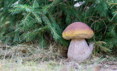 boletus mushroom