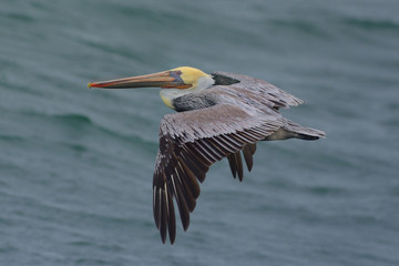 Brown Pelican flying