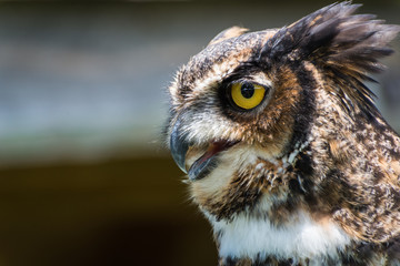 Fototapeta premium Owl close up