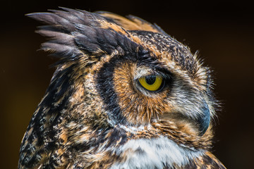 Naklejka premium Owl close up