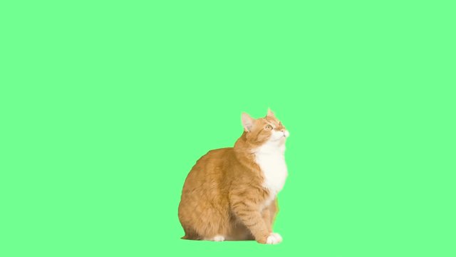 ginger cat jumps up on a green screen