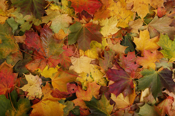 Naklejka na ściany i meble Autumn maple red and yellow leaves background