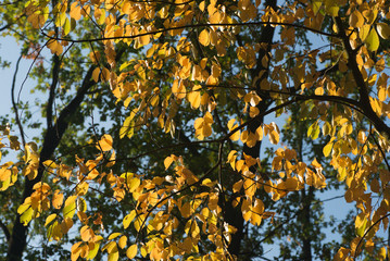 fall leaves on sky background
