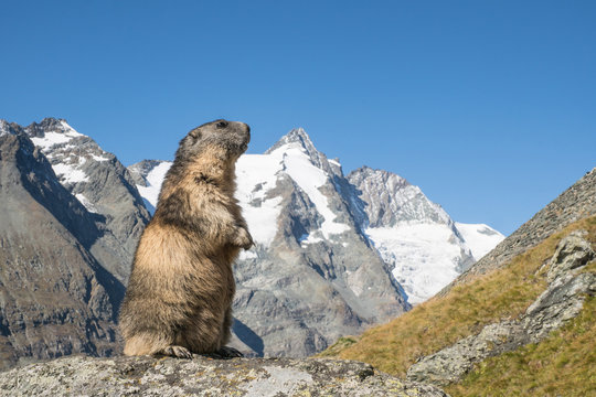 Murmeltier vor dem Gro&szlig;glockner