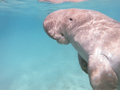 Dugong Dugon. The Sea Cow.