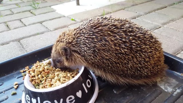 Igel mein fressen
