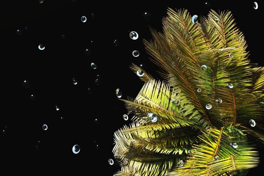 beautiful spa background. tropical plant on a black background with drops.
