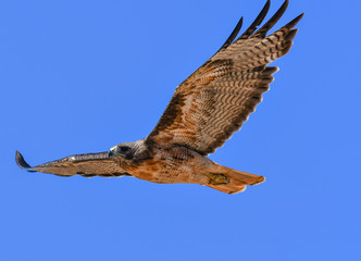 Red-tail hawk in flight 