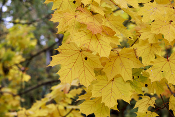 Yellow maple leaves in autumn
