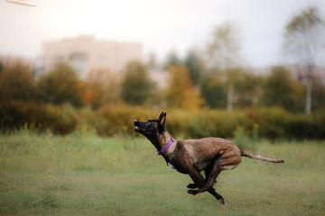 Dog catching frisbee in jump