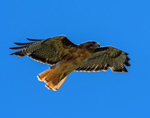 Redtail hawk in flight and jumping