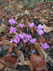 a group of tiny pink flowers surrounded by fallen leaves