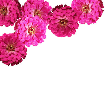 Beautiful background of pink flowers 