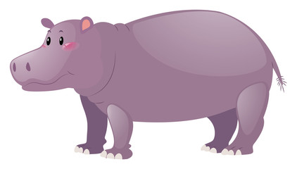 Cute hippo on white background