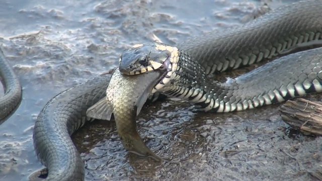 snake eating fish