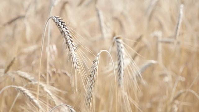 Slow motion organic riticum genus rye cereals plantation on the wind 1920X1080 HD footage - Golden field crops of wheat shallow DOF natural food slow-mo 1080p FullHD video 