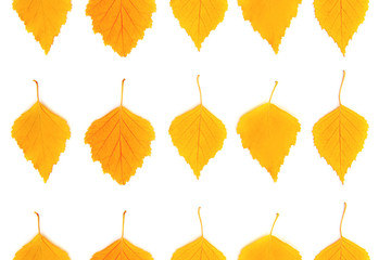 Yellow autumn leaves pattern on a white background