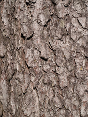Close up of bark of a tree