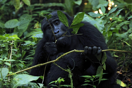 Mountain Gorilla (Gorilla beringei beringei) Feeding. Bwindi Impenetrable National Park, Uganda