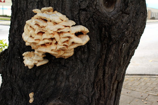 Riesiger Pilz besiedelt einen Baum
