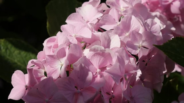 Pink tiny bud petals of Hydrangea macrophylla in the garden 4K 2160p 30fps UltraHD footage - Beautiful Hydrangeaceae family Hortensia flower plant 3840X2160 UHD video 