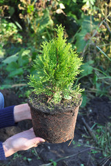 Planting Thuja. Gardener Hands Planting Cypress tree, Thuja with Roots (Thuja Occidentalis Golden Brabant)