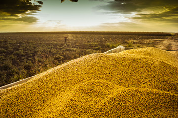 Soyabean fields at harvesting time