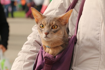 Абиссинский кот в сумке