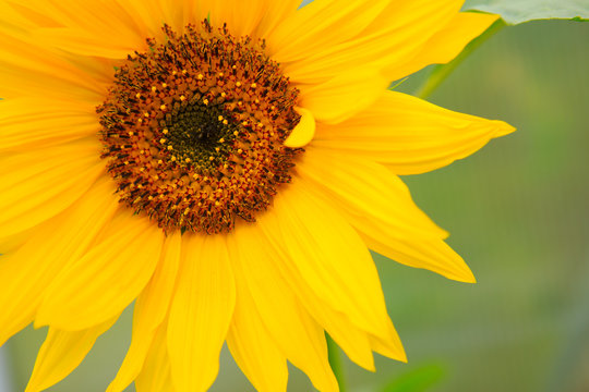 Close-up macro shot a sunflower.