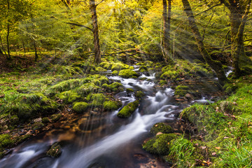 Fototapeta na wymiar wild creek in autumn forest