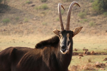 Horns