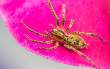 Aranha na pétala da flor.