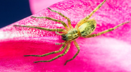 Aranha na pétala da flor.