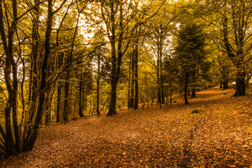 Fototapeta premium colorful autumn in forest
