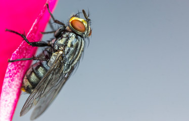 Mosca doméstica.