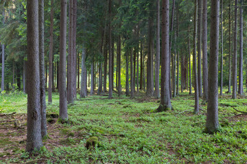 Rich coniferous forest in sunset