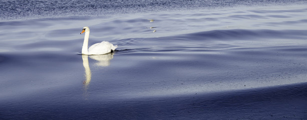 Łabądź 1 © Ariel