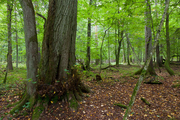 Early fall old natural stand