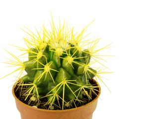 cactus in a pot on a white background