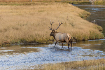Naklejka na ściany i meble Bull Elk in Stream in the Rut