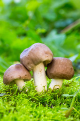 Three Grey Mushroom (lyophyllum decastes) In Green Moss On A Natural Background In Natural Habitat Close Up