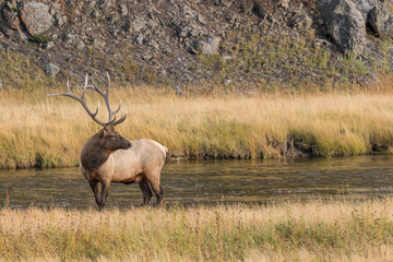 Bull Elk in Stream in the Rut