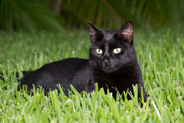 Eyes as Green as Grass