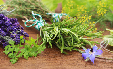 lavendel, kerbel, rosmarin, thymian, dill und borretsch