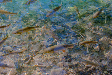 Plitvice Lakes Croatia