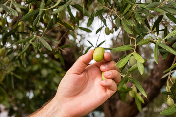 A hand holding of olive in the olive trees. Harvesting olives.