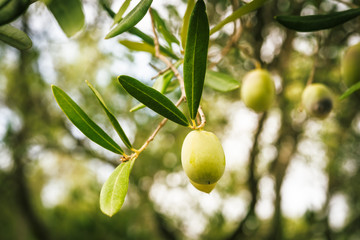 Olive branches on sunset in Mediterranean region