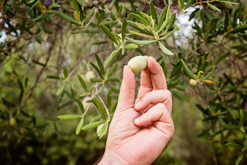 A hand holding of olive in the olive trees. Harvesting olives.
