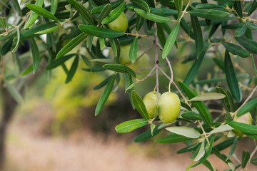 Obraz premium Olive branches on sunset in Mediterranean region